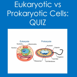 Quiz prokaryotic and eukaryotic cells