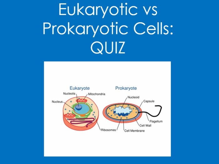 Quiz prokaryotic and eukaryotic cells