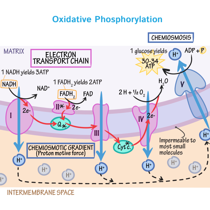 Oxidative phosphorylation pogil answers key