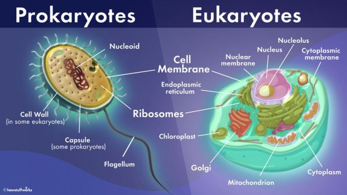 Quiz eukaryotic cells mcq proprofs start project