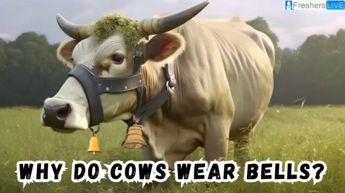 Why do cows wear bells riddle