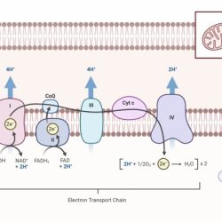 Oxidative phosphorylation pogil answers key