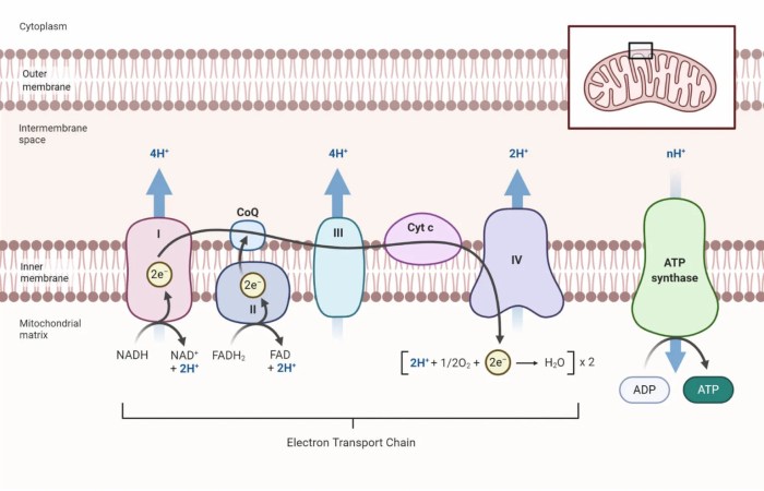 Oxidative phosphorylation pogil answers key