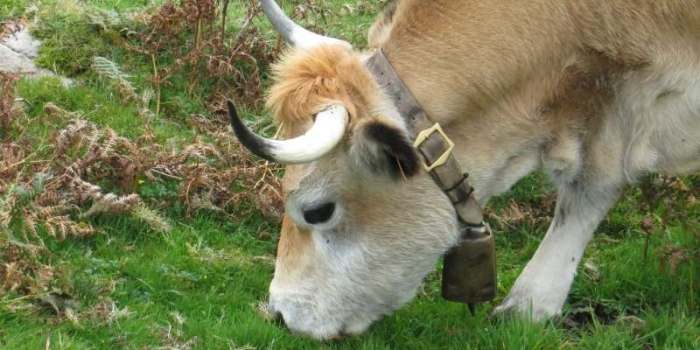 Bells cows vaca cencerro considerar cencerros localidad ganado ruido legalmente