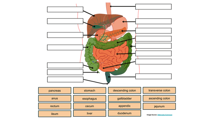 Brainpop digestive system quiz answers