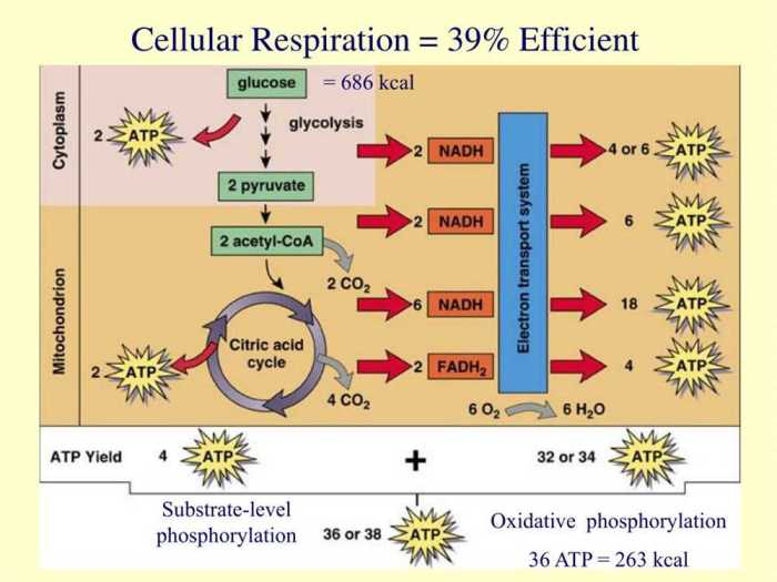 Oxidative phosphorylation pogil answers key