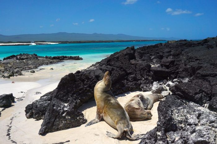 Quién debe ir a las islas galápagos