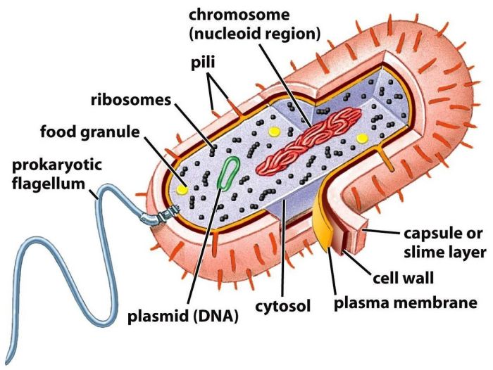 Quiz prokaryotic and eukaryotic cells