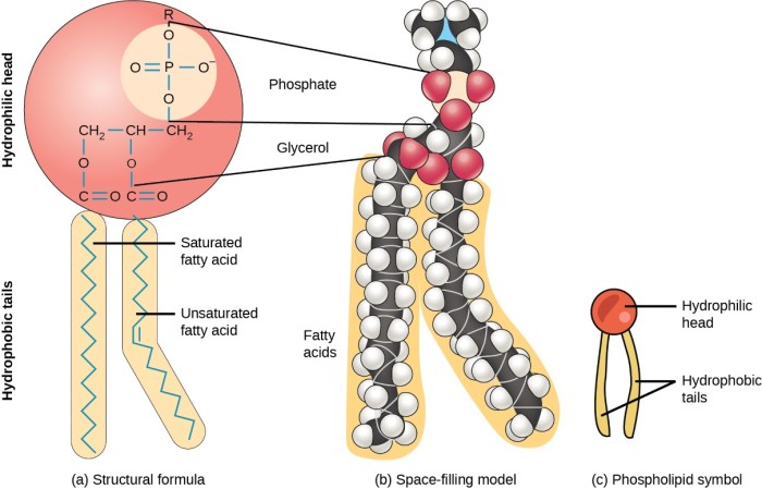 Art-labeling activity lipids- structure of phospholipids