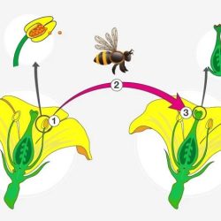 Pollination flower to fruit gizmo answers