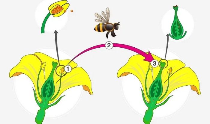 Pollination flower to fruit gizmo answers