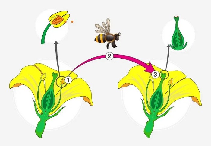 Pollination flower to fruit gizmo answers