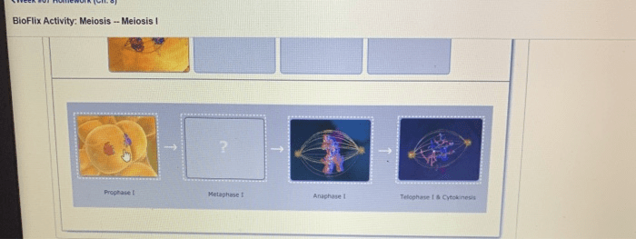 Mitosis bioflix