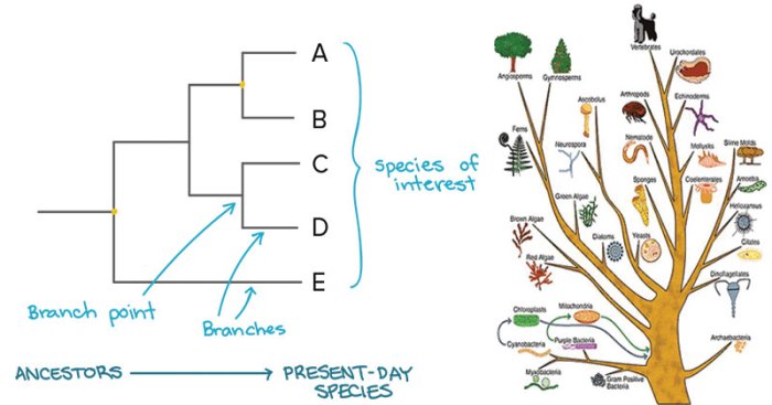 Creating phylogenetic trees from dna sequences answer key