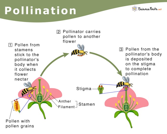 Pollination flower to fruit gizmo answers