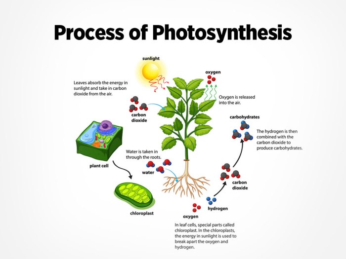 How do chloroplasts capture energy from the sun answer key