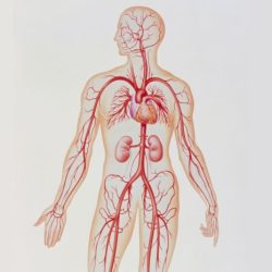 Artery vein comparing