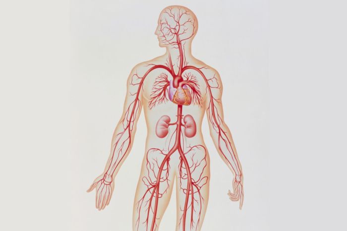 Artery vein comparing