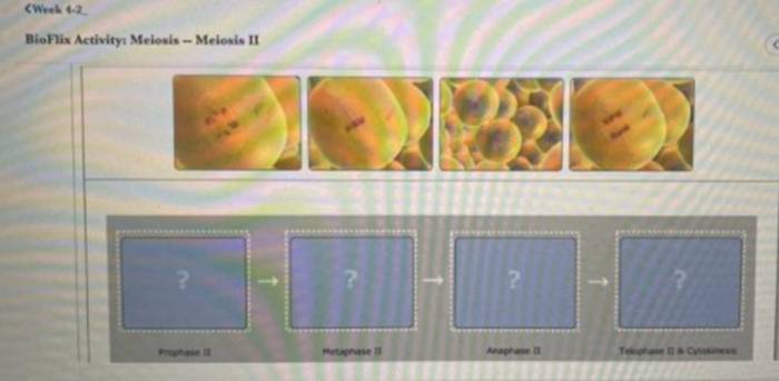 Bioflix activity meiosis comparing mitosis and meiosis