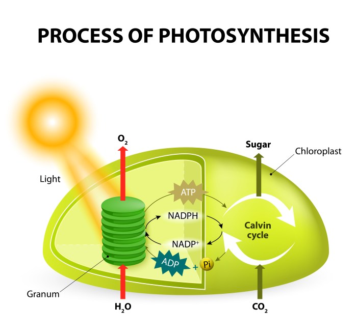 How do chloroplasts capture energy from the sun answer key