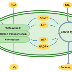 Atp photosynthesis microbiology adp dependent reactions photosynthetic chemical cloroplasti nadph prokaryotes forming chloroplast biochemistry fixation granum molecules membrane eukaryotes importance