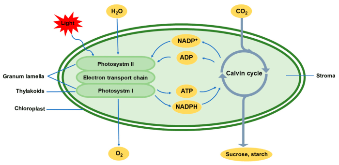 Atp photosynthesis microbiology adp dependent reactions photosynthetic chemical cloroplasti nadph prokaryotes forming chloroplast biochemistry fixation granum molecules membrane eukaryotes importance