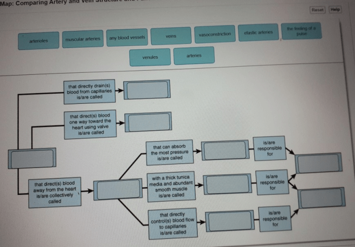 Concept map comparing artery and vein structure and function