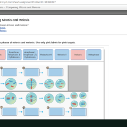 Meiosis mitosis bioflix comparing