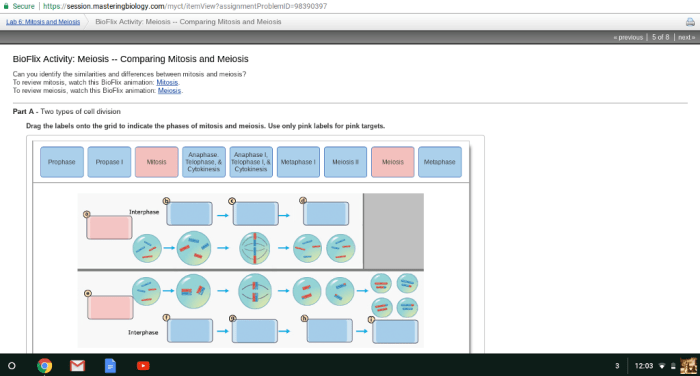 Meiosis mitosis bioflix comparing