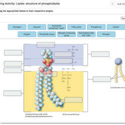 Art-labeling activity lipids- structure of phospholipids