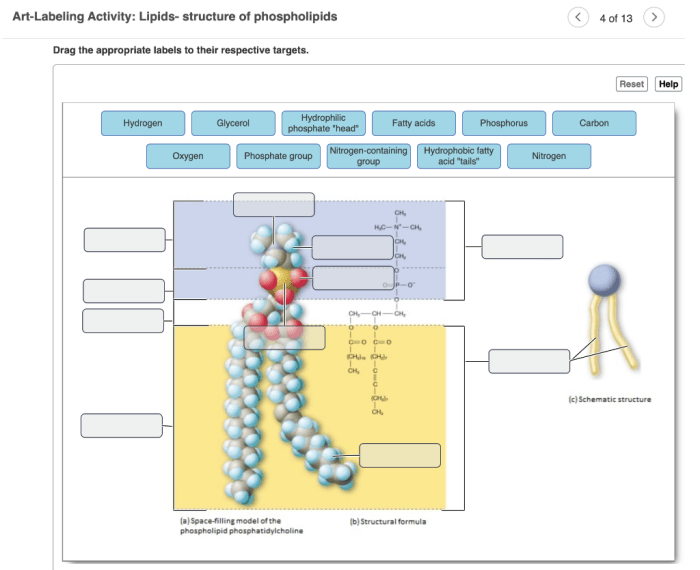 Art-labeling activity lipids- structure of phospholipids