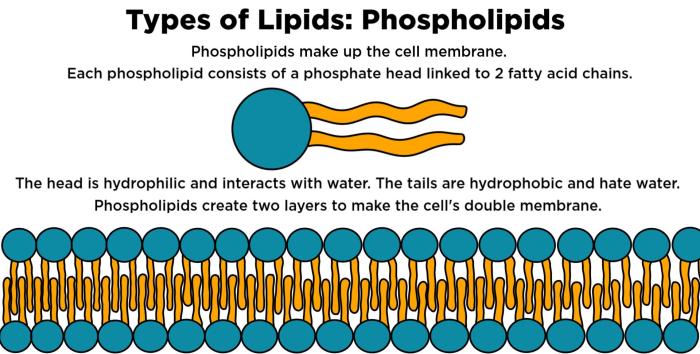 Membrane cell lipid found phospholipids type major study lesson